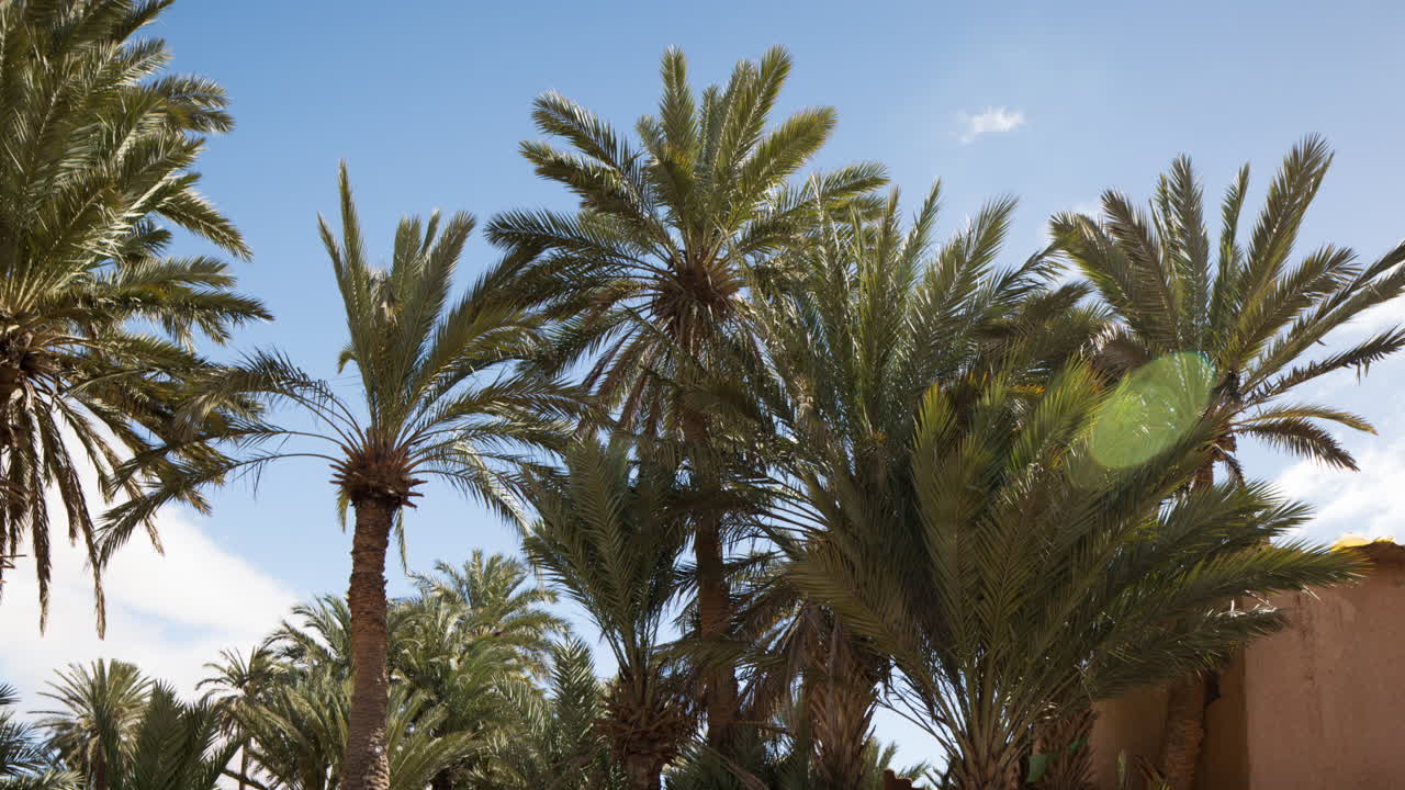 Oasis Palms 02