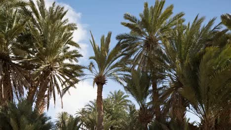 palmeras oasis 02