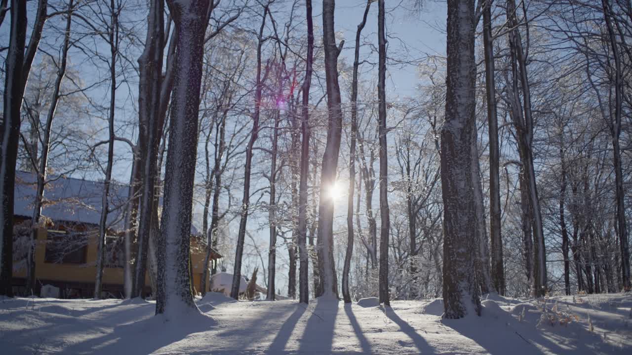 Sun Reveal Winter Landscape in Forest Beautiful Slow Motion Sunset