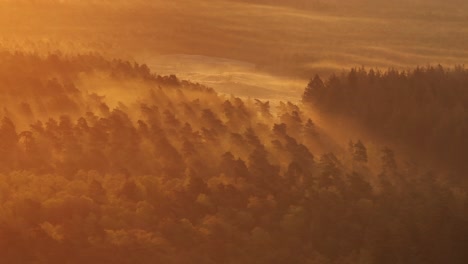 Mist-in-forest-treetops-illuminated-by-golden-sunrise,-wilderness-aerial