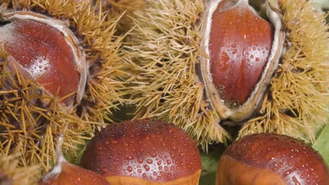 dolly extreme close up raw chestnuts with water droplets, chestnut hedgehog