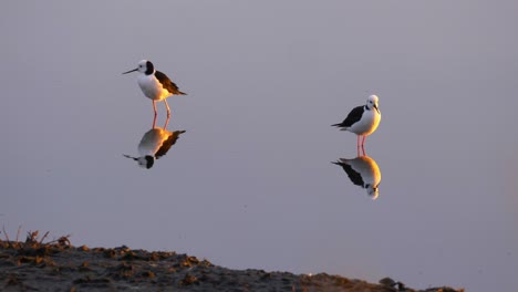 pied stilt birds in pond during migration season in new zealand at golden hour