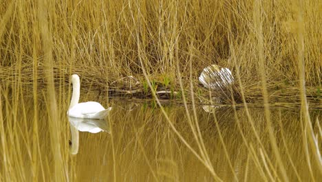Pair-of-the-white-mute-swan-swim-across-the-calm-lake-on-a-sunny-day,-dry-beige-reed-steams,-medium-shot-from-a-distance