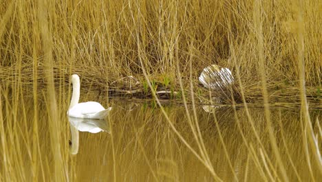 un par de cisnes mudos blancos nadan a través del lago tranquilo en un día soleado, vapores secos de caña beige, tiro medio desde la distancia