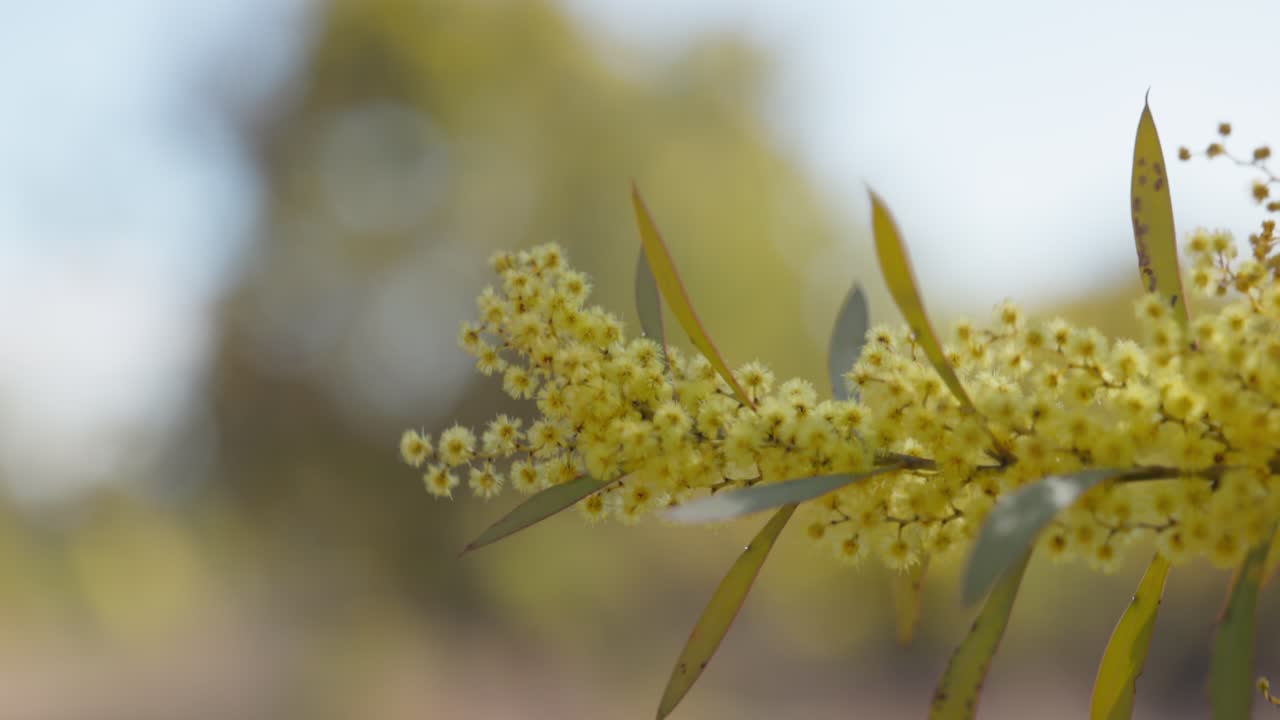 浅い被写界深度で撮影された、ゴールデンワットルの花の極端なクローズアップ