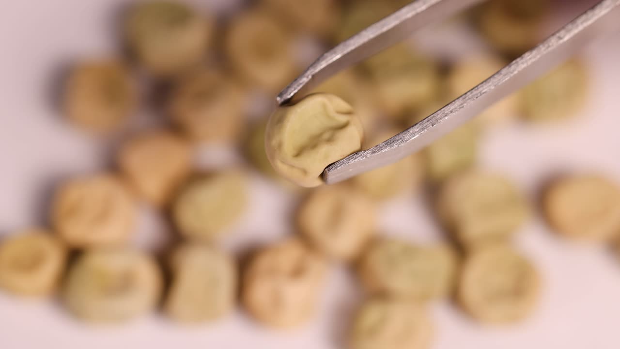 Close-up view of tweezers holding seeds over a dish, highlighting texture and detail under soft lighting
