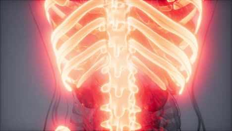 cuerpo humano transparente con huesos visibles