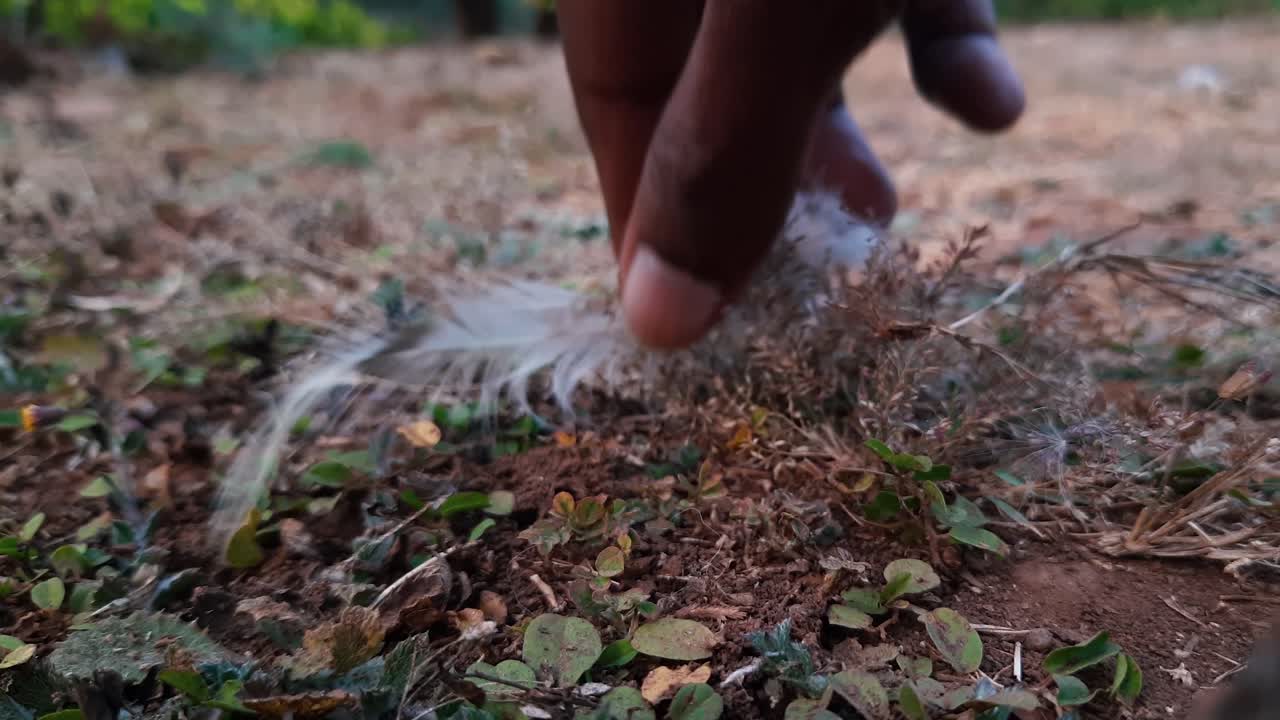 Close up of hand picking up white feathers from ground in field
