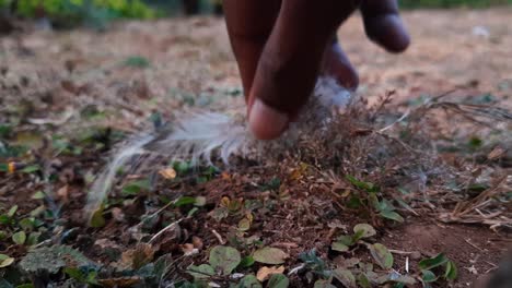 primer plano de la mano recogiendo plumas blancas del suelo en el campo