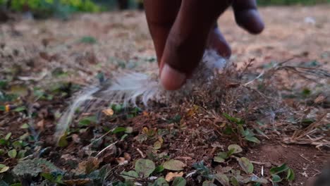 close up of hand picking up white feathers from ground in field