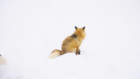 black fox in the snow walking past red fox in the snow