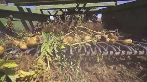 cosecha de patatas. el proceso de quitar las patatas del suelo, de cerca.