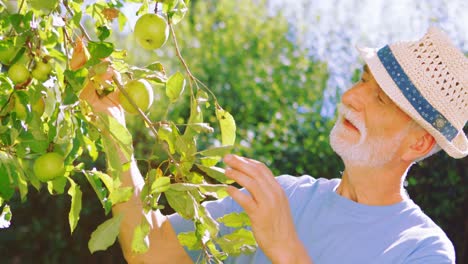 Senior-man-checking-fruits-in-garden
