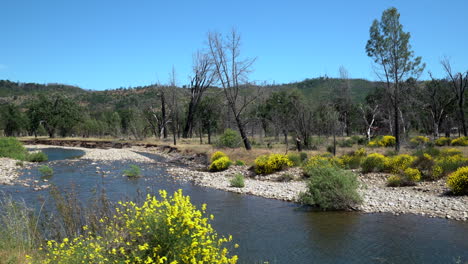 paso de cardán lento moviéndose río arriba de un arroyo poco profundo con arbustos de flores de mostaza en primer plano y árboles quemados por el fuego a lo largo de la orilla