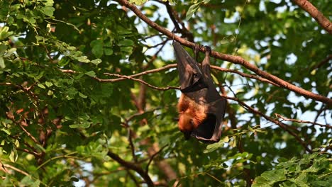 Lyle&#39;s-Flying-Fox,-Pteropus-Lylei,-Saraburi,-Thailand