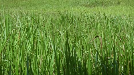 A-perennial-grass-native-to-tropical-and-subtropical-Asia-and-also-introduced-to-several-countries