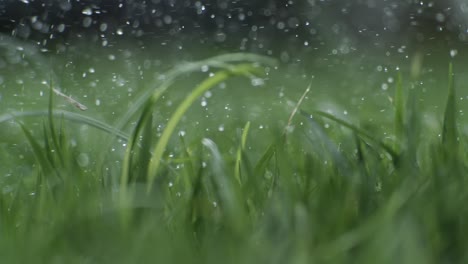 el club de golf golpea una pelota de golf blanca en una cámara súper lenta. gotas de rocío matutino y partículas de hierba se elevan en el aire después del impacto. filmado en una cámara de super cámara lenta de 1000 fps.
