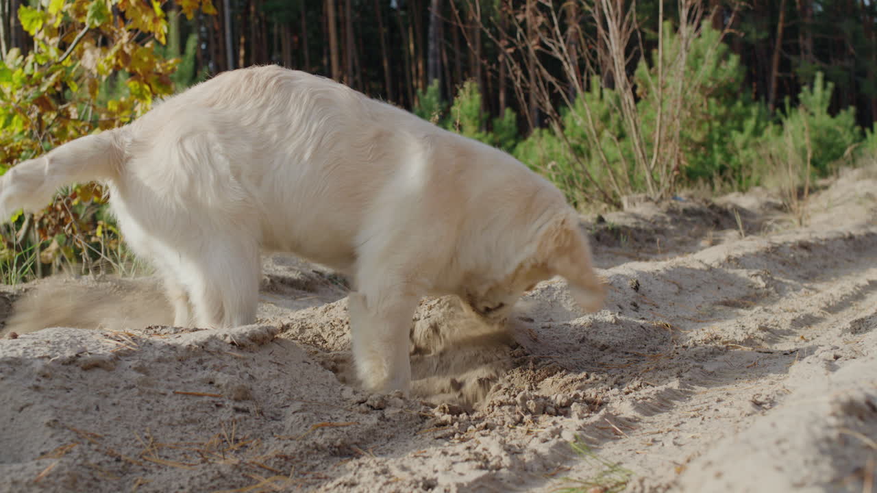 divertido cachorro de golden retriever cavando el suelo en un paseo. concepto de instintos de caza