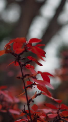 vista de flores rojas de otoño con fondo borroso con árboles en un entorno natural pacífico, colores vibrantes de otoño que capturan la esencia de la belleza y el calor estacionales