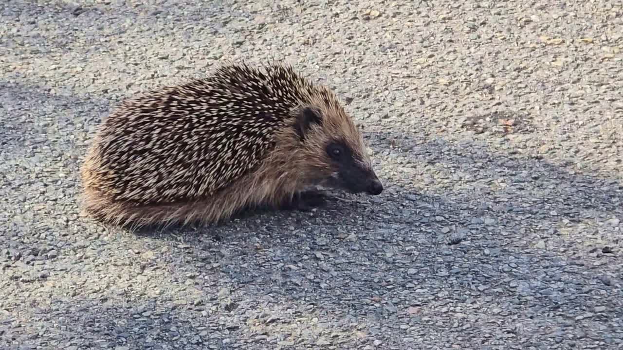 Cute hedgehog walking on pavement with small steps in daylight, medium closeup static