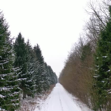 Winter landscape. Young coniferous tree near the snowy road. Country road covered with white snow in winter. Beautiful scenery