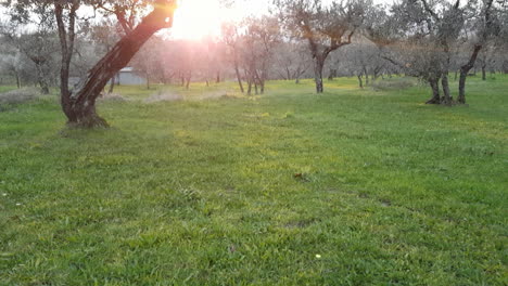 rising shot tilt up of traditional italian olive tree grove in tuscany at sunset