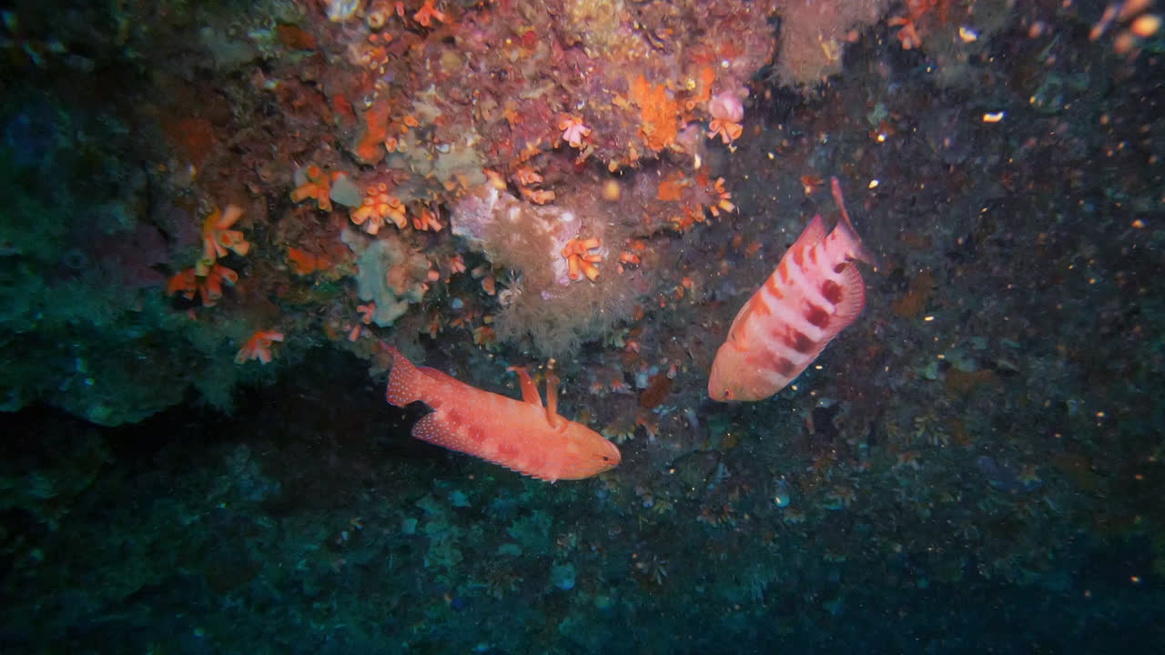 Beauty comes in two's on this side of the world