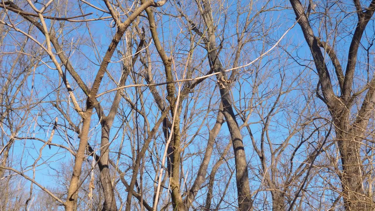 Wide shot of trees during winter in nature with blue sky