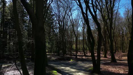 Haz-De-Luz-Solar-A-Través-Del-Bosque-Del-Parque-Nacional-Hoge-Veluwe-En-Países-Bajos