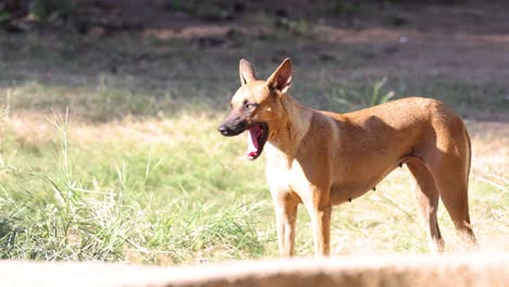 dog exploring and reacting in a grassy field