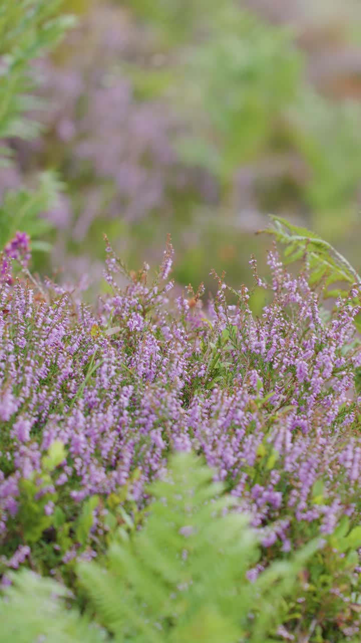 Primo piano macro di felce verde e fiori selvatici viola che si muovono delicatamente nel vento, catturati in una morbida luce naturale con una profondità di campo ridotta