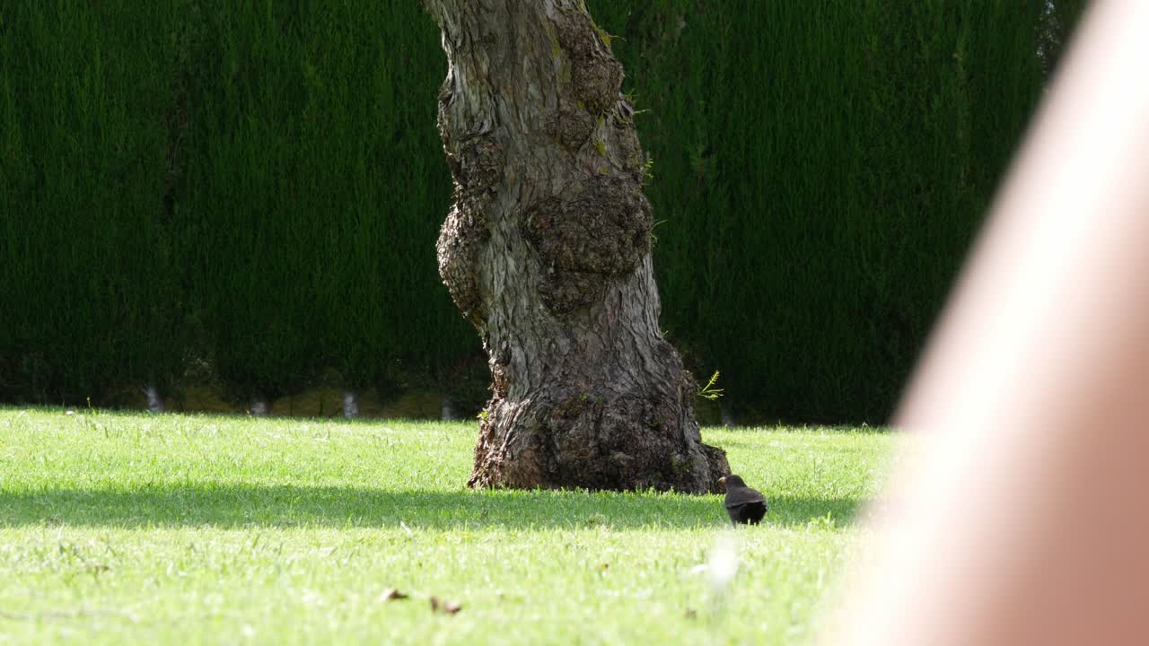 전경에 흐릿한 사람들과 벌레를 먹는 편안한 블랙버드