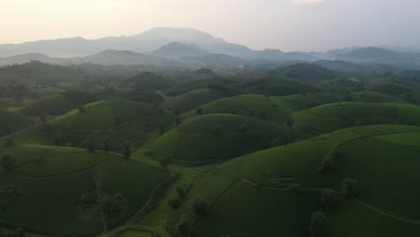 aerial view of long coc tea hill, vietnam