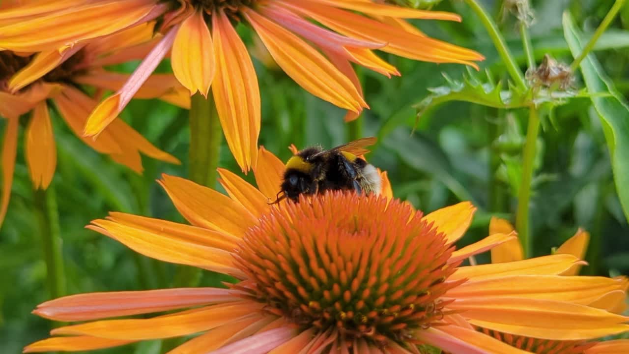 abejorros en una macro de flores