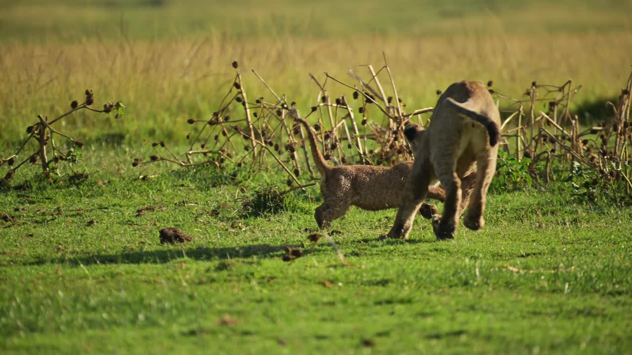 slowmotion opname van kleine jonge leeuwenjongens die met takjes en takken spelen in het weelderige landschap, kenia, afrika safari dieren in masai mara north conservancy