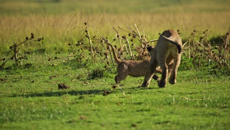 Toma-En-Cámara-Lenta-De-Pequeños-Cachorros-De-León-Bebé-Jugando-Con-Ramitas-Y-Ramas-En-El-Exuberante-Paisaje,-Kenia,-Animales-De-Safari-Africanos-En-La-Conservación-Del-Norte-De-Masai-Mara