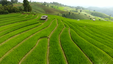 Rice-field-terrace-on-mountain-agriculture-land.