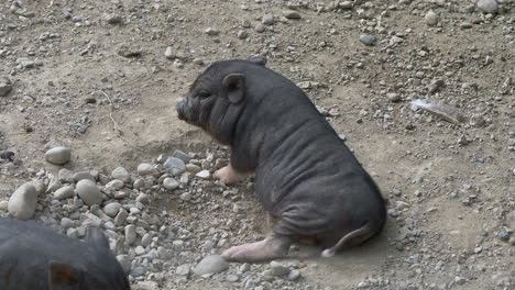 cute newborn black piglet rubbing rear on earthy ground,close up shot in prores