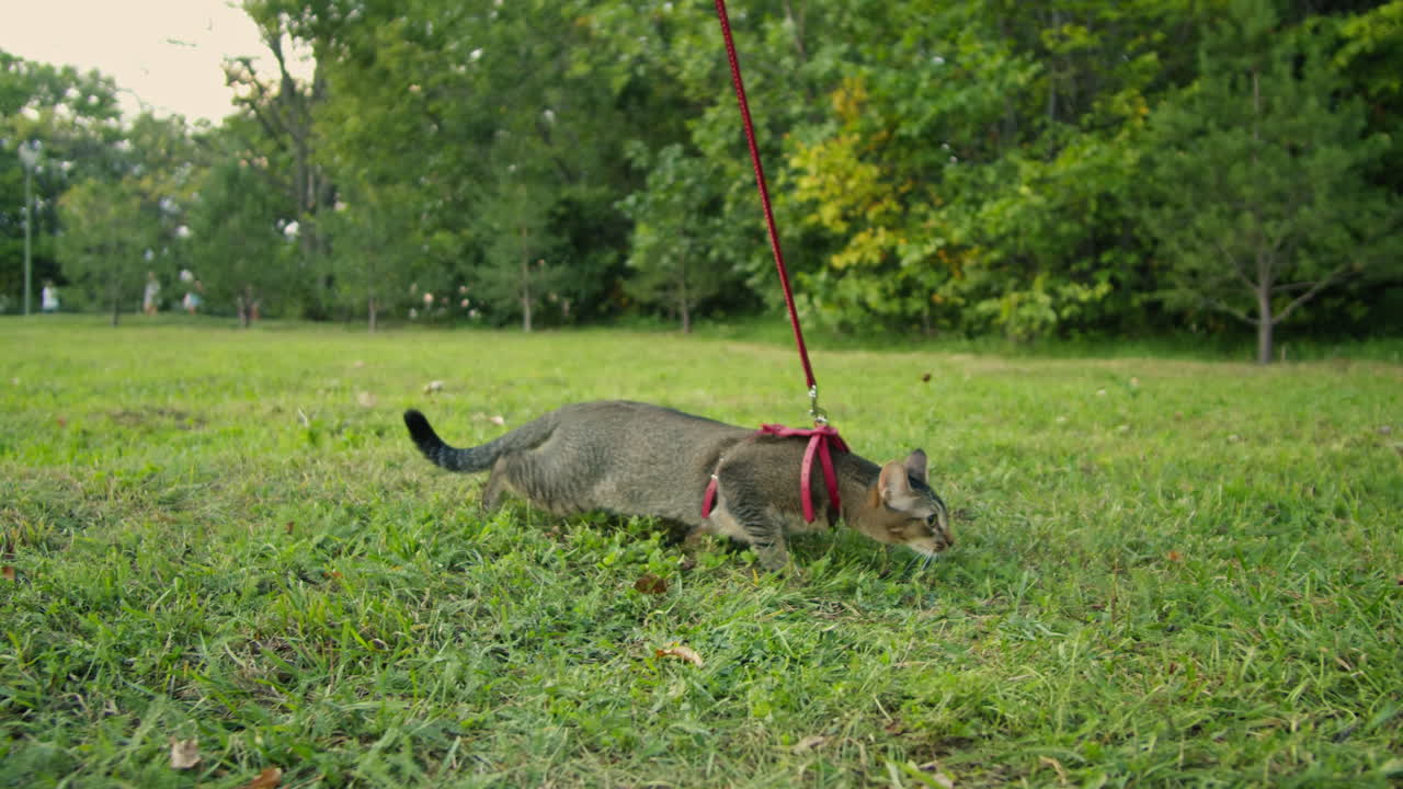Small pretty cat walking in the park with young woman owner. Close-up of kitty on green grass. Nature