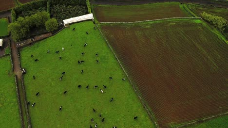 Bird's-Eye-View-Over-Cows-In-The-Farms-Of-Terceira-Island,-Azores---drone-shot