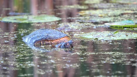 una gran tortuga snapping levanta la cabeza por encima del agua por un momento antes de deslizarse bajo el agua