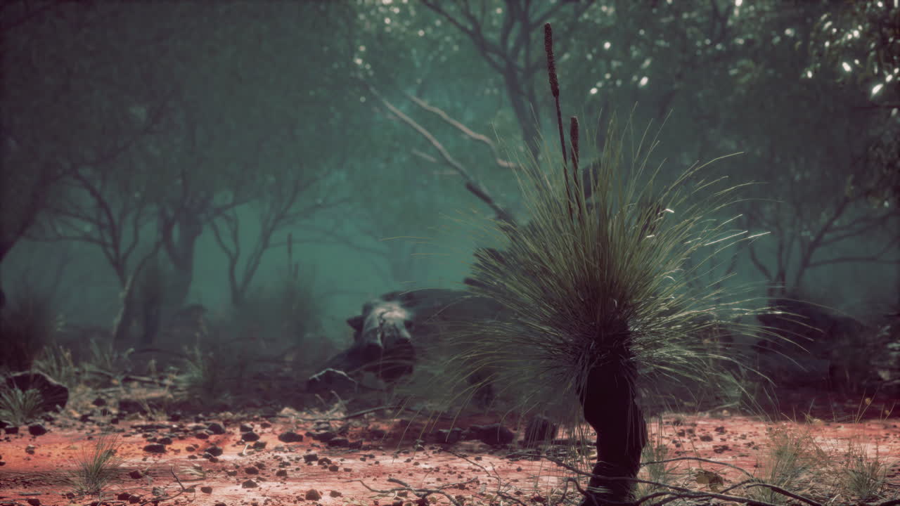 sendero de tierra a través del bosque de angofora y eucalipto