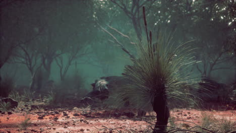 Feldweg-Durch-Angophora--Und-Eukalyptuswald