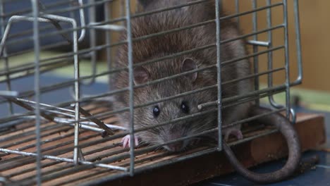 Adult-Brown-Rat,-Rattus-norvegicus,-caught-in-a-live-trap