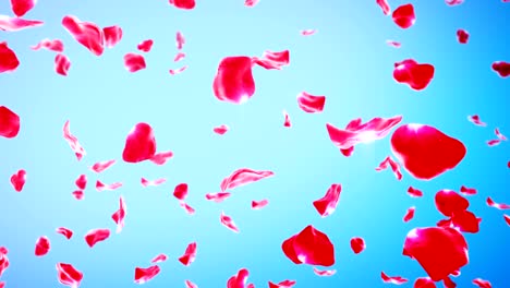 rose petals falling (loop) 4k