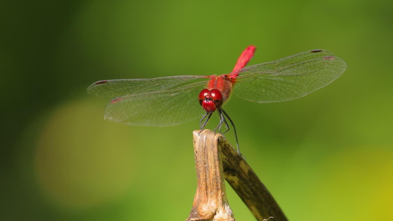 la libélula escarlata (crocothemis erythraea) es una especie de libélula de la familia libellulidae. sus nombres comunes incluyen escarlata ancha, darter escarlata común.