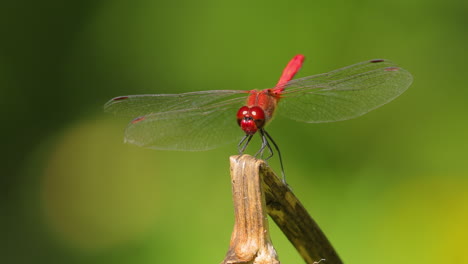 la libellule écarlate (crocothemis erythraea) est une espèce de libellule de la famille des libellulidae. ses noms communs incluent la libellule écarlate large et la libellule écarlate commune.