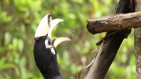 un pájaro de cuerno interactuando con una rama de madera.
