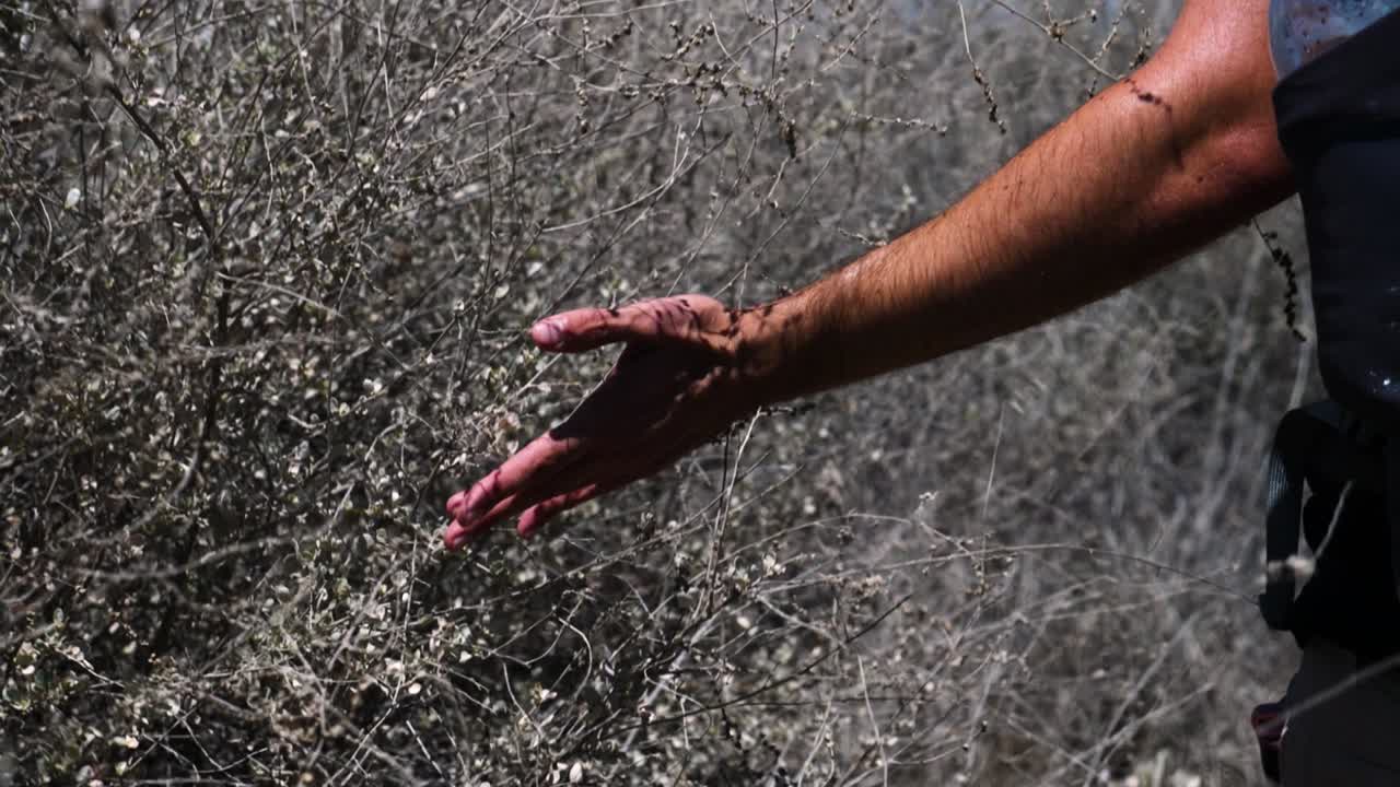 Close up slow motion of hiker's arm and hand going through and skimming branches and tall grass as he walks along a desert trail