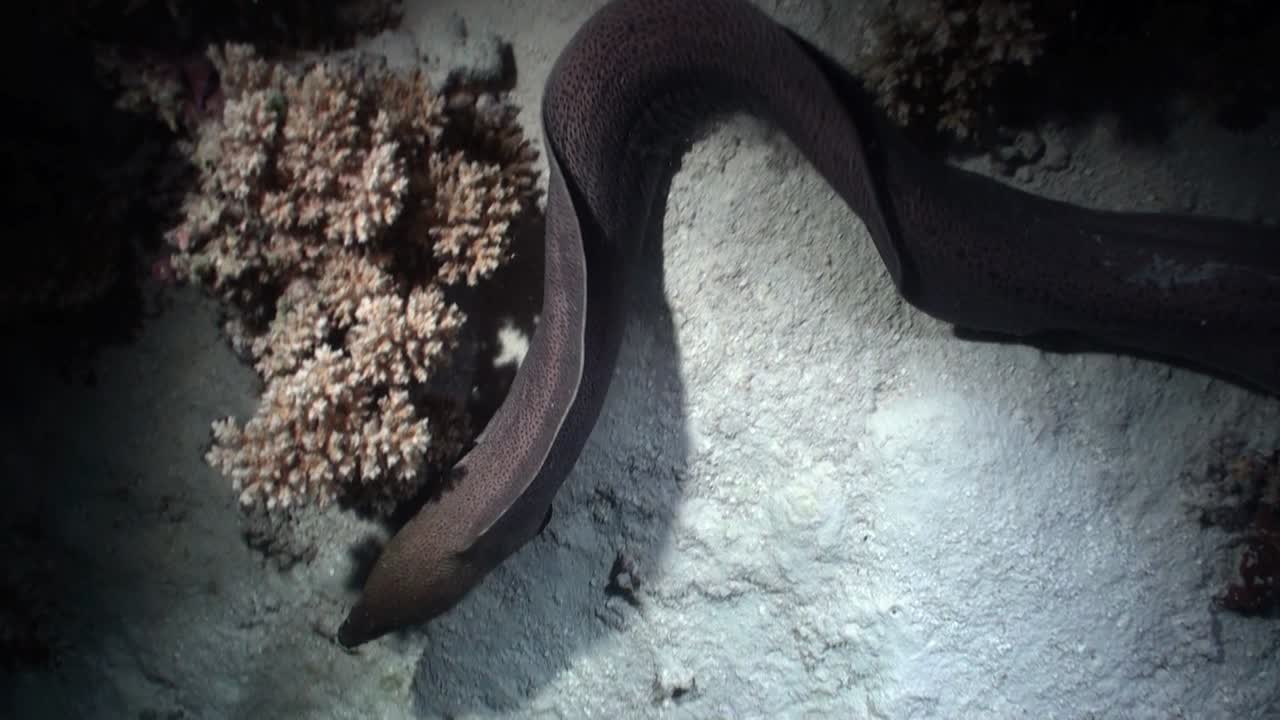гигантский мурена ночью покидает коралловую глыбу и обследует несколько твердых кораллов в поисках добычи, мимо проплывает рыба-солдат